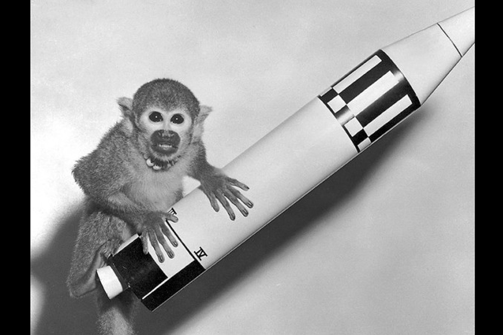 Siete animales que visitaron el espacio