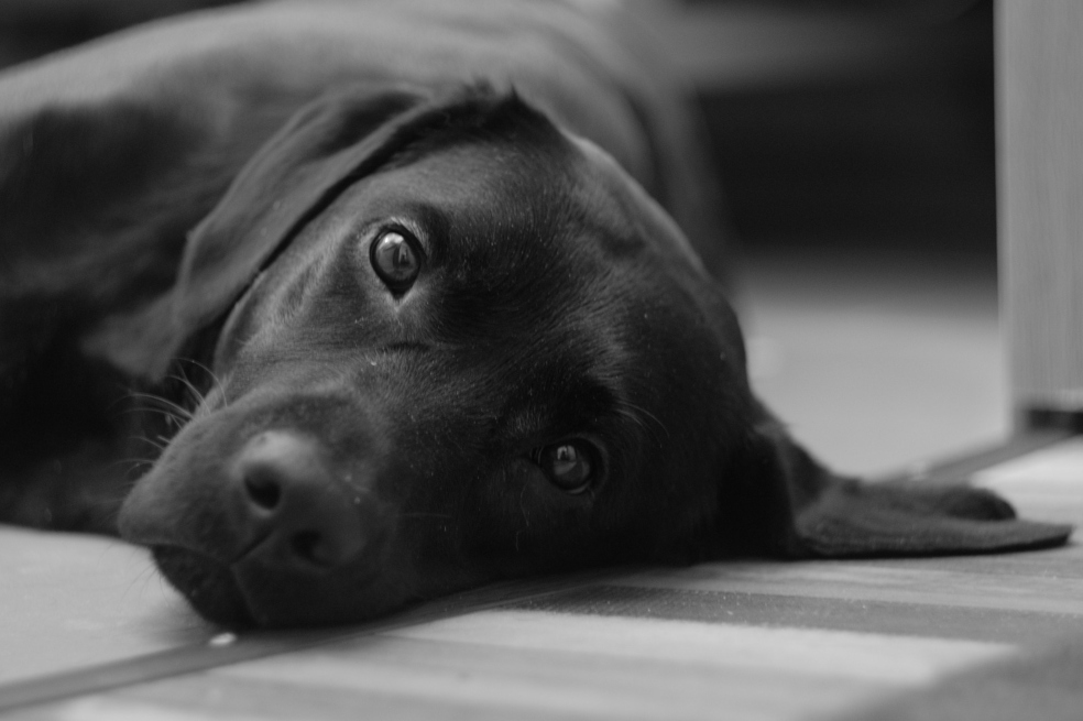 Un perro salva de prisión a un hombre en EE.UU. en caso de abuso sexual