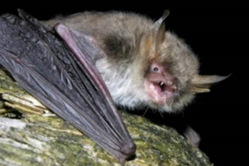 Descubren dos nuevas especies de murciélago