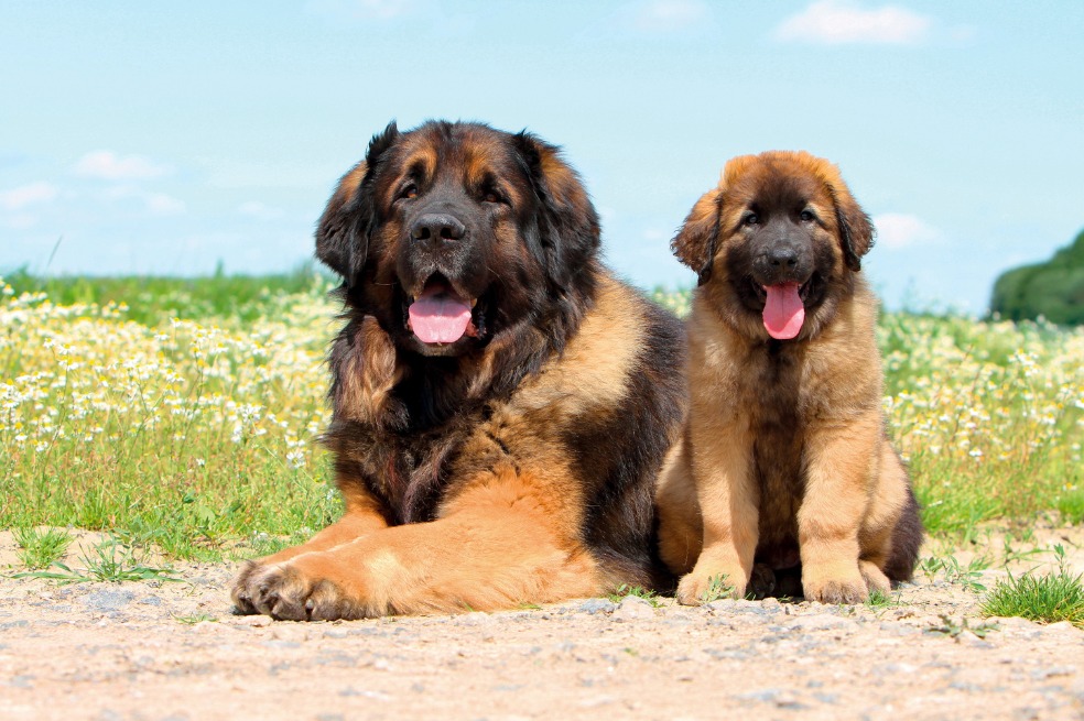 ¿Cuáles son los perros más grandes del mundo