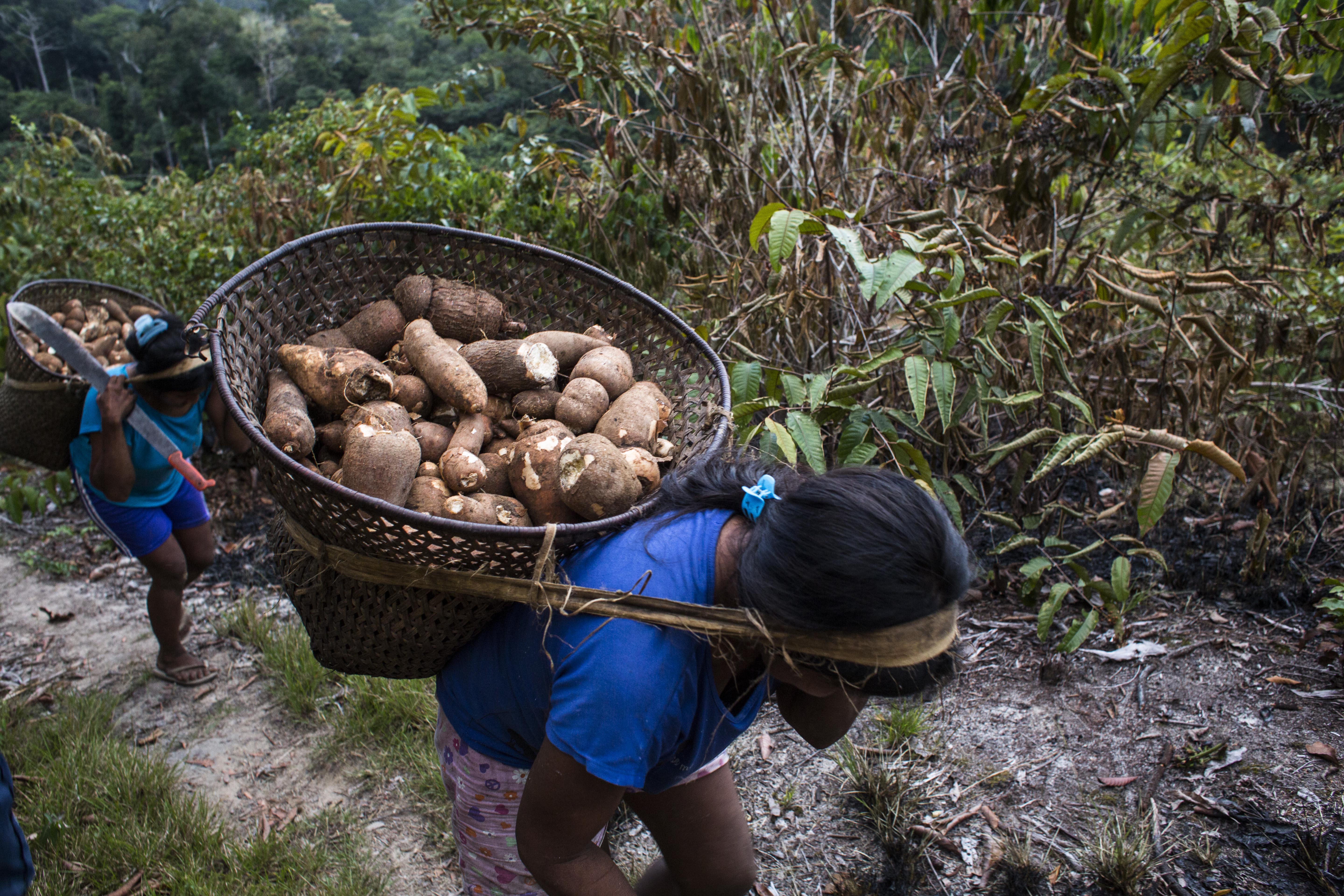 Lo que esperan los pueblos indígenas, como defensores de la naturaleza, en la COP16