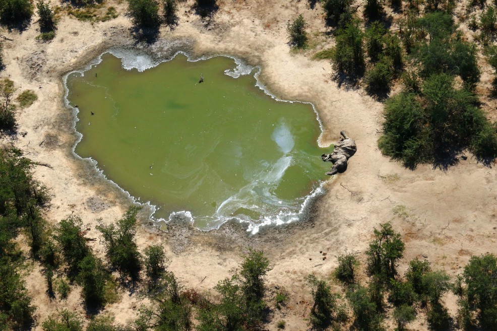 Un verdadero “desastre de conservación”. Así es como varios expertos han descrito lo que está sucediendo en Botsuana, en el sur de África.
