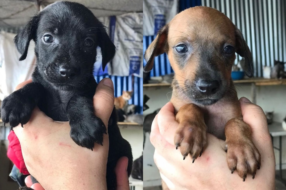 Perros y gatos estarían siendo usados como carnada para tiburones en Buenaventura