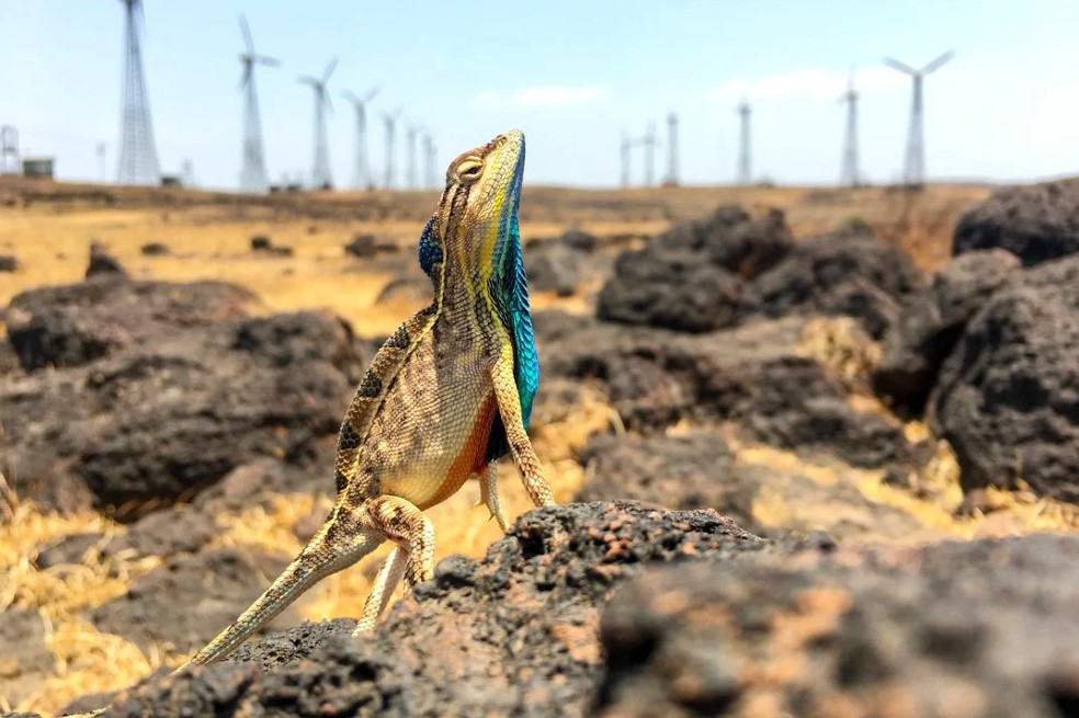 En la categoría de Clima el protagonista fue un ejemplar del lagarto de garganta de abanico multicolor, una especie que solo se encuentra en India y se identifica por su garganta azul, naranja y negra. La imagen fue tomada por Sandesh Kadur, de India.