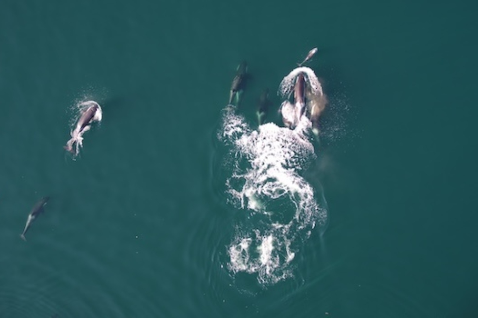 En video quedó registrada la alianza entre orcas y delfines para cazar salmones gigantes