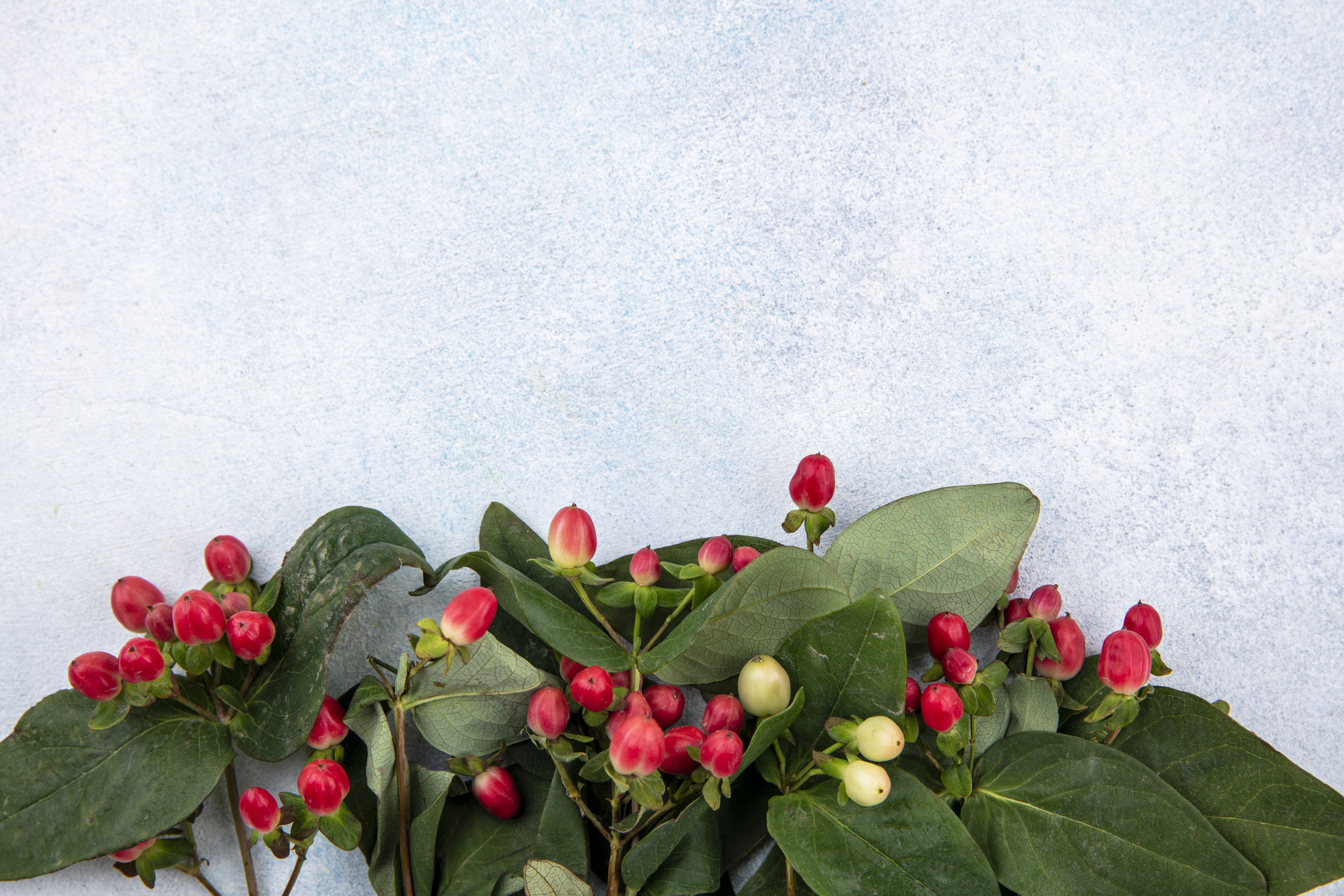 Pescadito: una planta divertida y sencilla que puede tener en su hogar