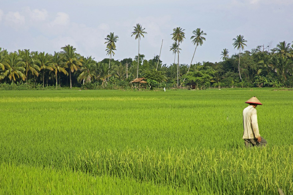 El arroz, otra víctima de los altos niveles de CO2