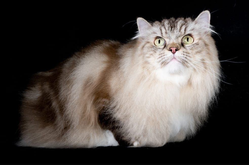 Razas de gatos: las 4 más grandes para que tengas en casa