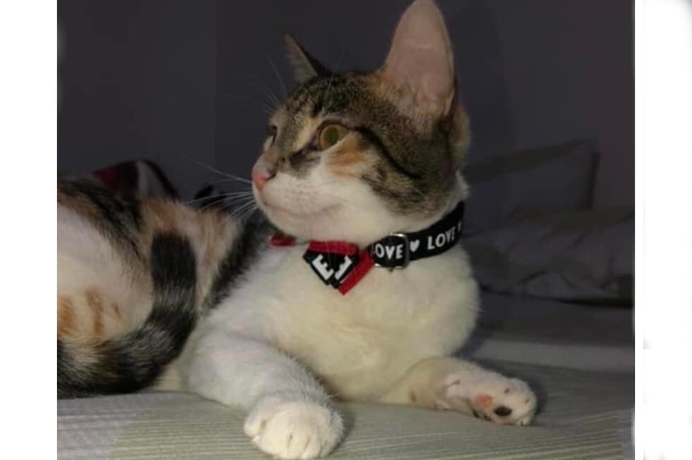 ¿Los ha visto? Pilina, Maki, Coco y otras mascotas perdidas en Colombia