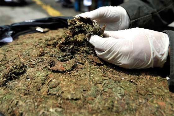 Incautan cuatro toneladas de marihuana tipo creepy en el Huila