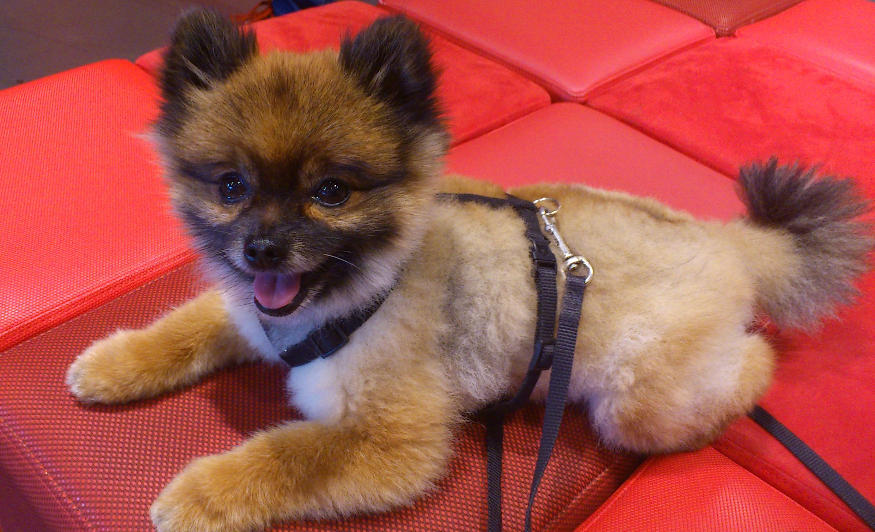 Mascotas “mini”: los riesgos de criar perros y gatos cada vez más pequeños