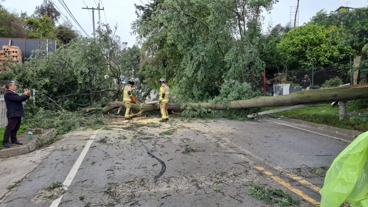 Ola invernal: en un día se reportaron 14 emergencias por caída de árboles en Bogotá