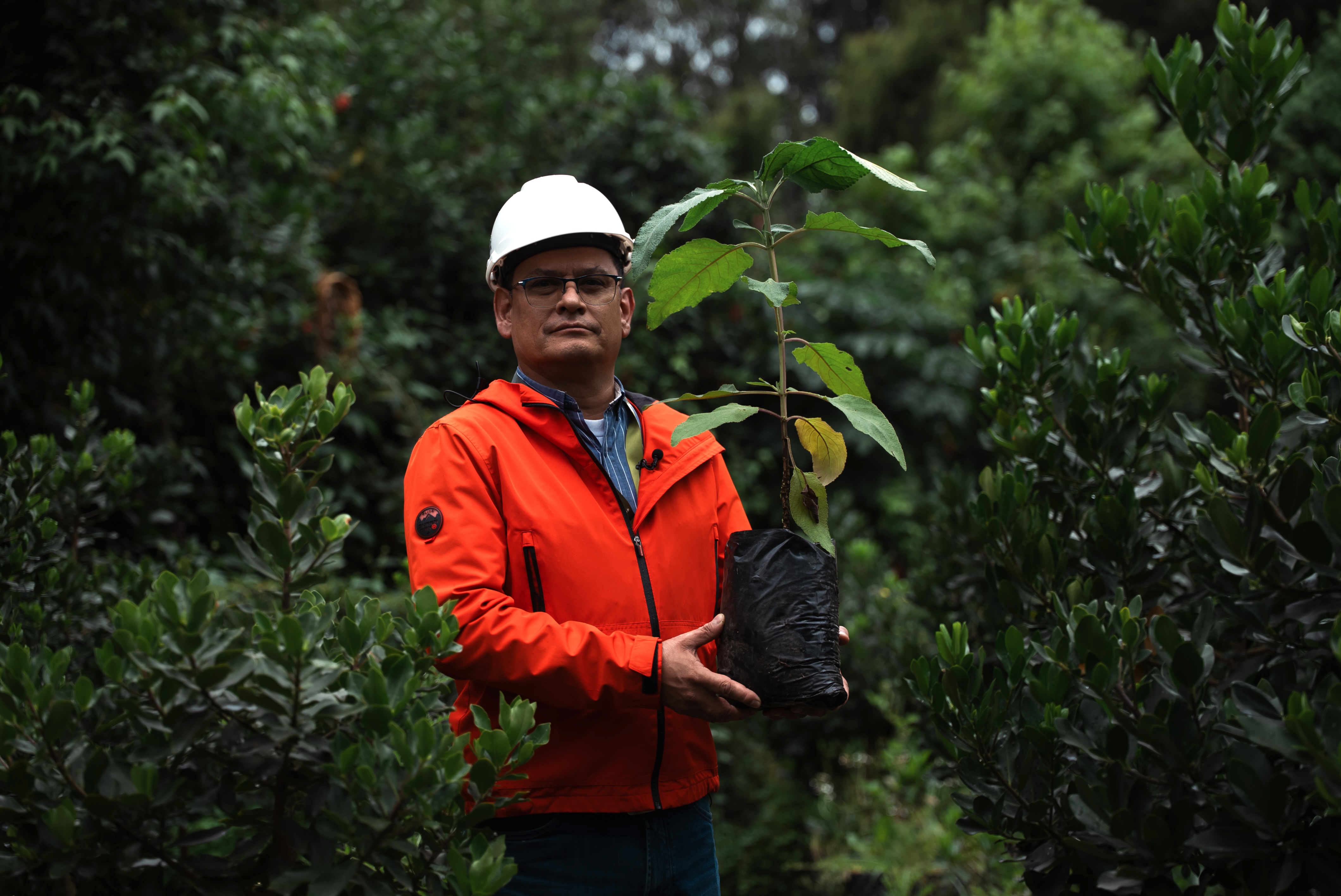 Javier Rodríguez, ingeniero forestal del IDU, sostiene un ejemplar para restauración urbana sembrado en el vivero La Florida.