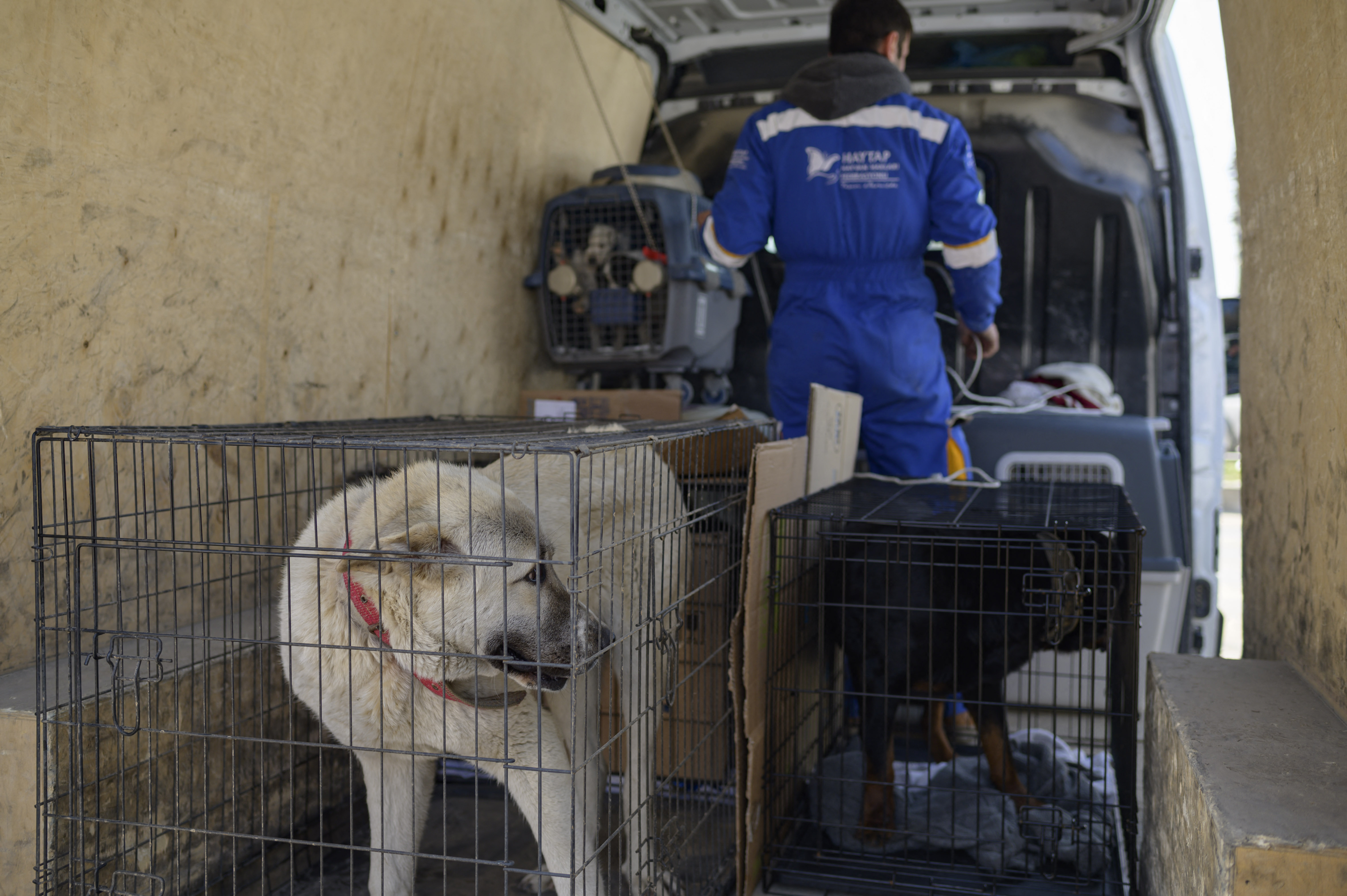 Desde que el sismo de magnitud 7,8 sacudió la región el pasado 6 de febrero, dejando más de 45.000 muertos en Turquía y Siria, cientos de gatos, perros, conejos y pájaros siguen atrapados bajo los escombros que dejó el devastador terremoto.
