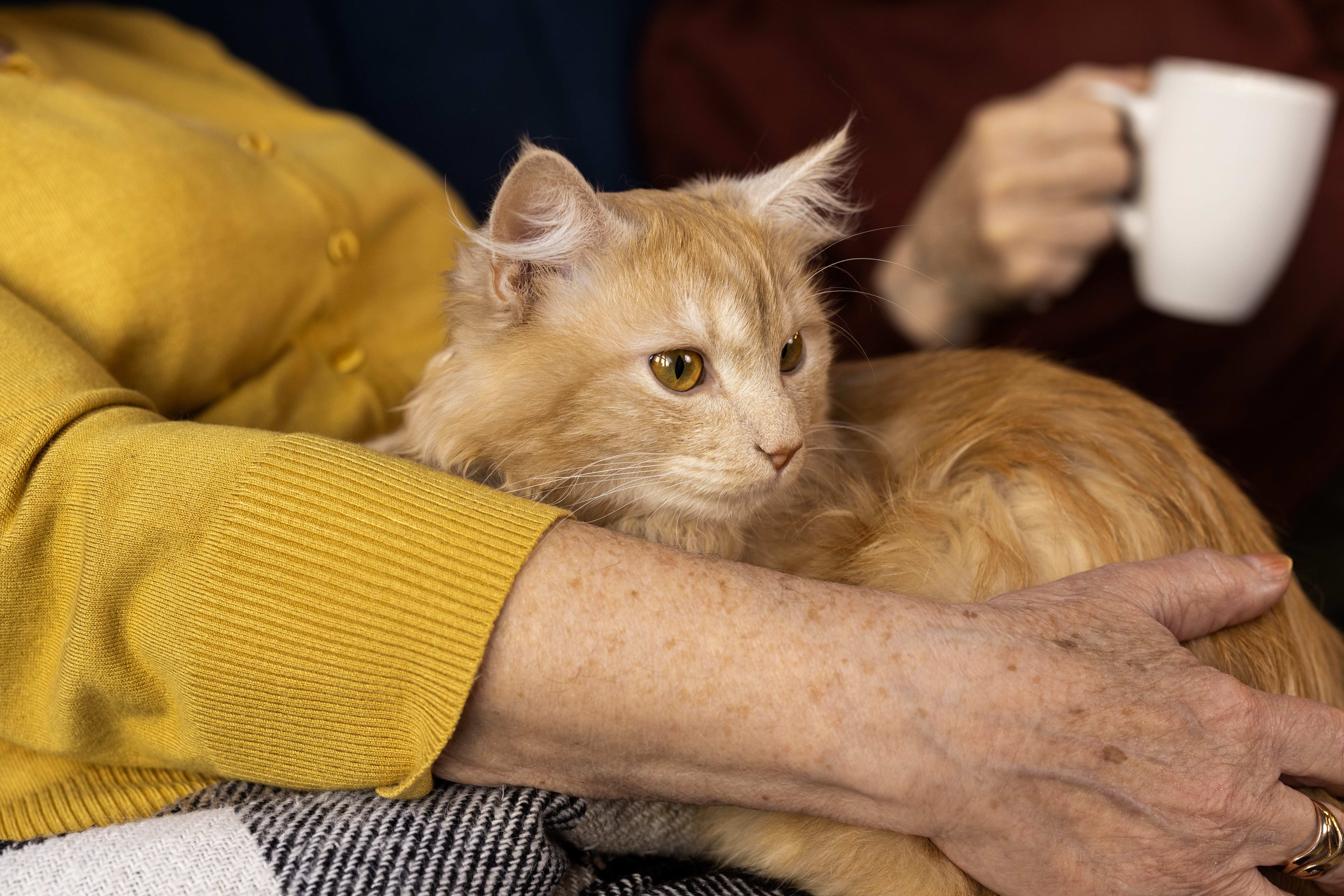 ¿Cómo saber la edad de un gato?
