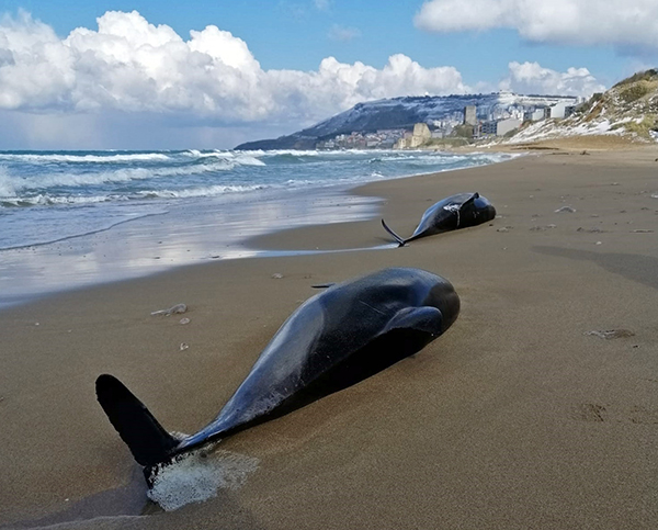 Aumento de muerte de delfines: ¿otra inesperada consecuencia de la guerra en Ucrania?
