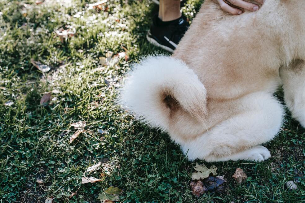 Esto es lo que comunican los perros con su cola