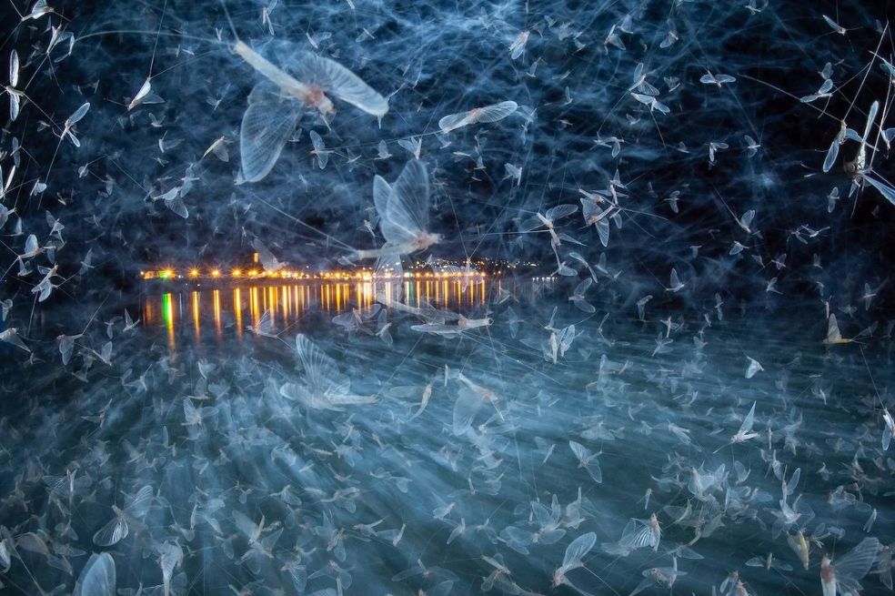 Categoría Insectos: Imre Potyó fotografió efímeras del Danubio en peligro de extinción en Hungría durante el verano de 2024.