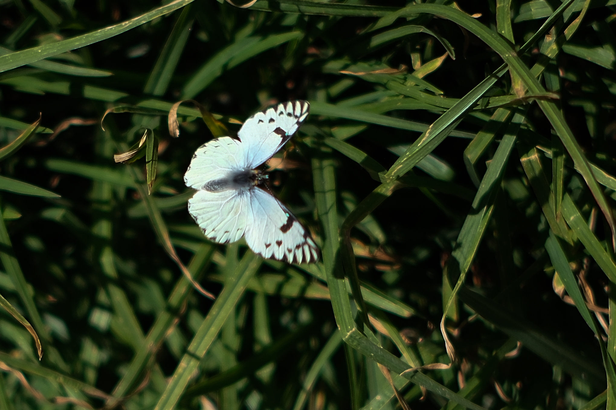 Mariposas y polillas: ¿cómo ayudan a revitalizar su huerta urbana?