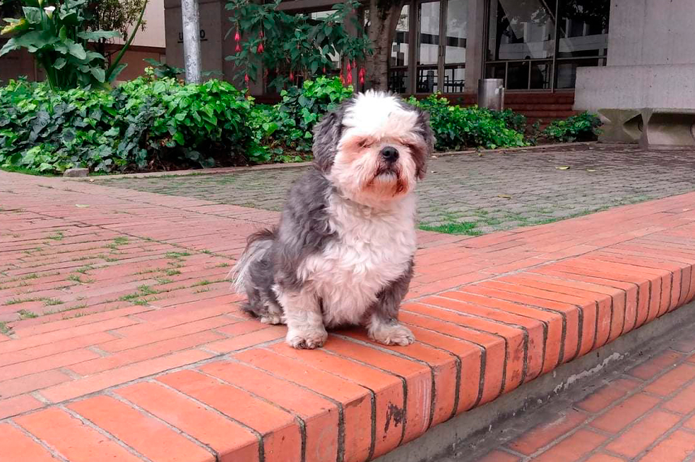 Coco fue robado y su dueño pide ayuda para encontrarlo
