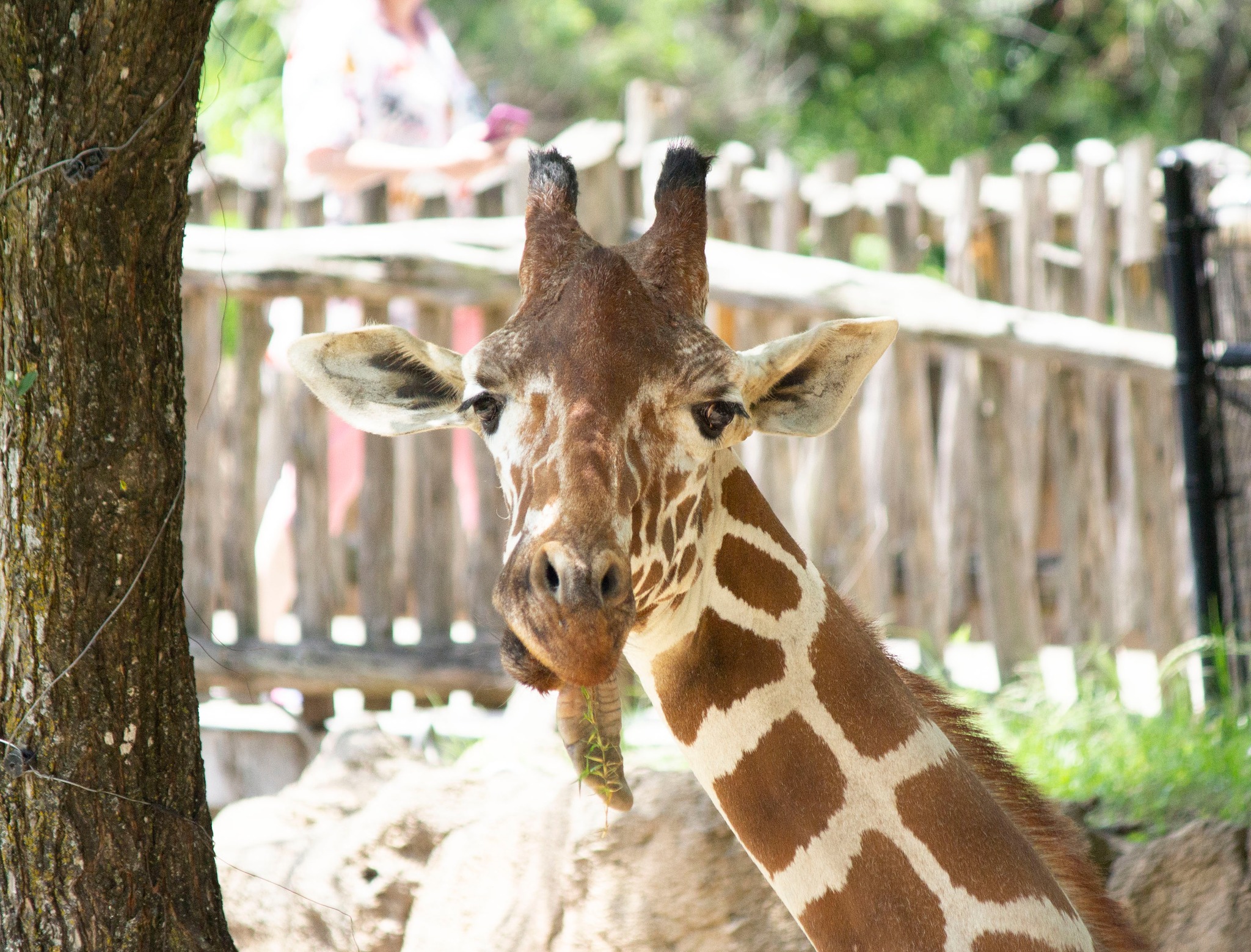 Sacrifican a jirafa de 15 años en un zoológico de Estados Unidos, ¿qué pasó?
