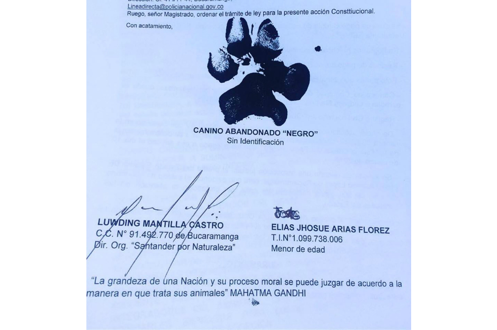 Por improcedente, niegan tutela que buscaba proteger la vida de un perro en Bucaramanga