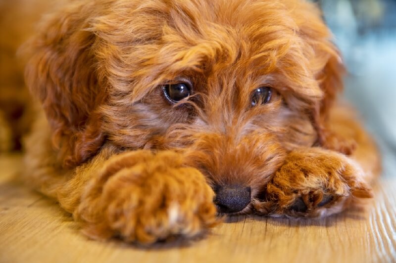 Perros de diseño: ¿una aberración?