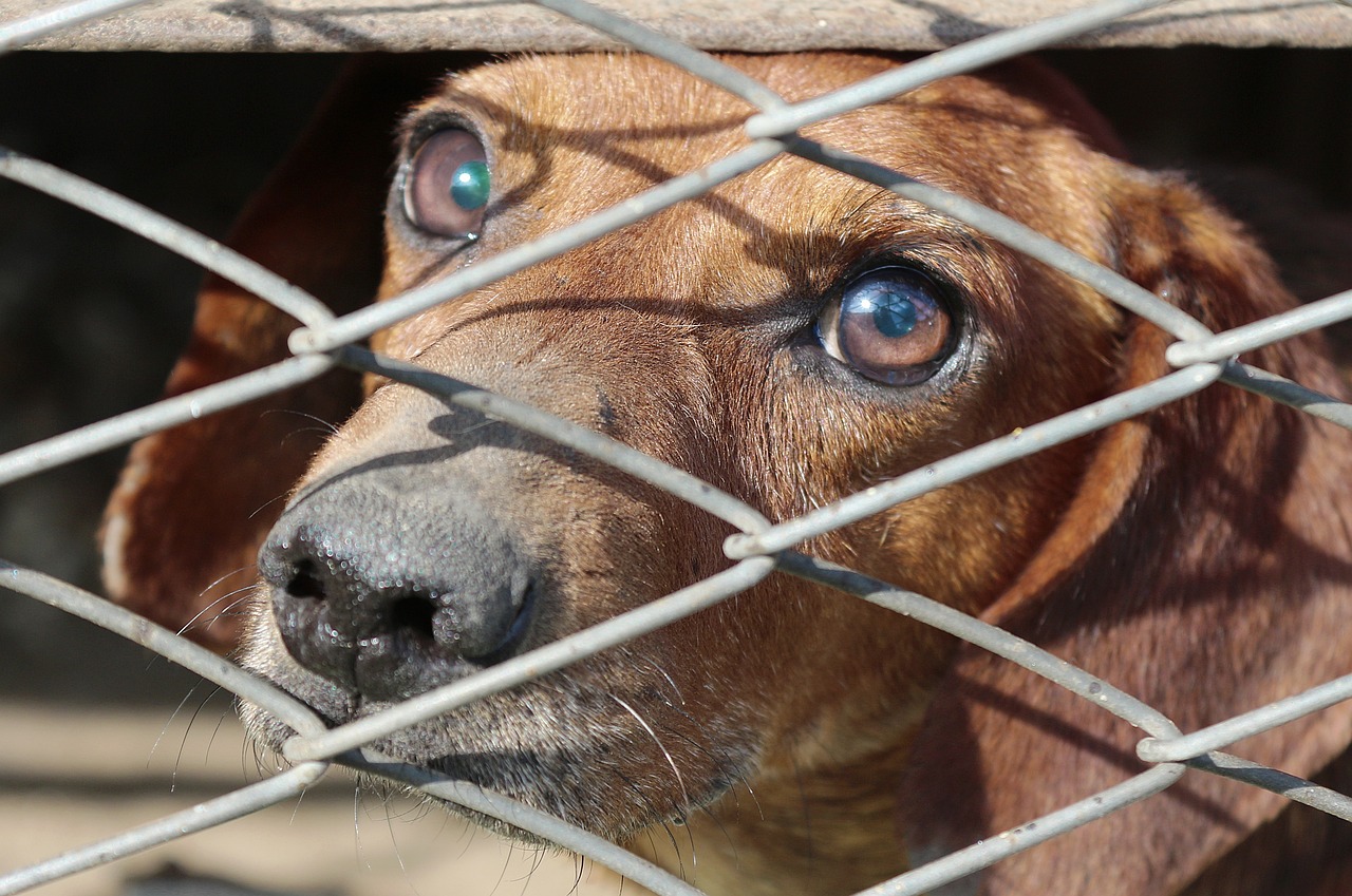 ¿Cómo denunciar un caso de maltrato animal en Colombia?