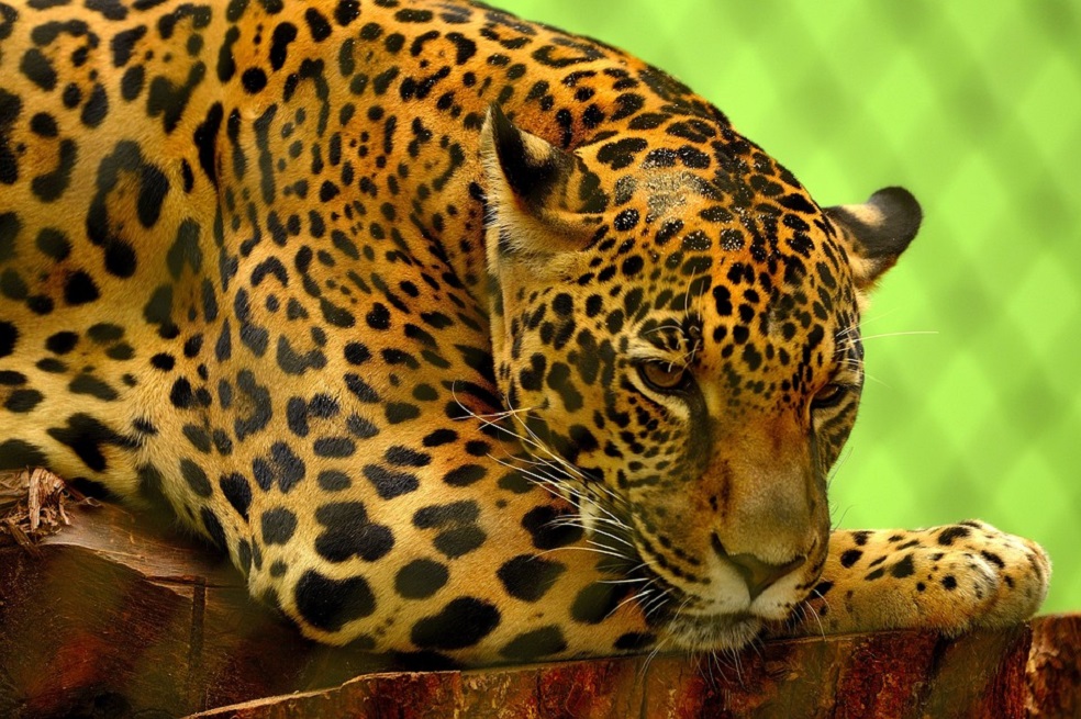 Se secuenció por primera vez el genoma del jaguar.  / Pixabay