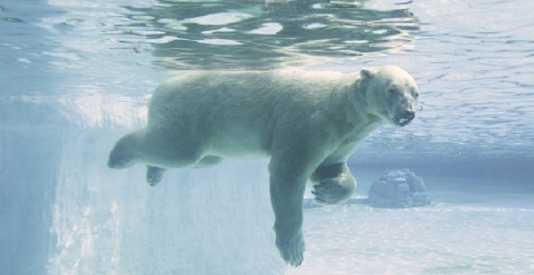 En los últimos tres meses, los niveles de actividad de Inuka habían disminuido notablemente.  / WILDLIFE RESERVES SINGAPORE