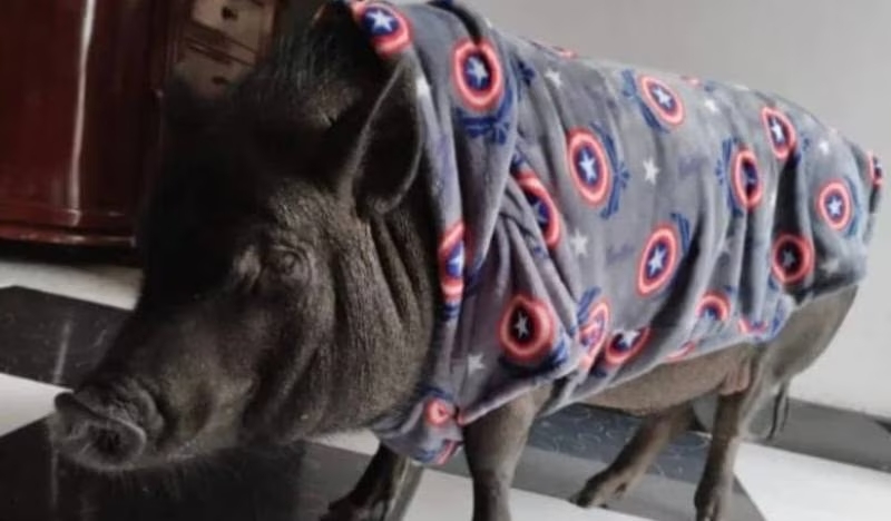 Apareció Charlie, el cerdito que había sido robado al sur de Bogotá