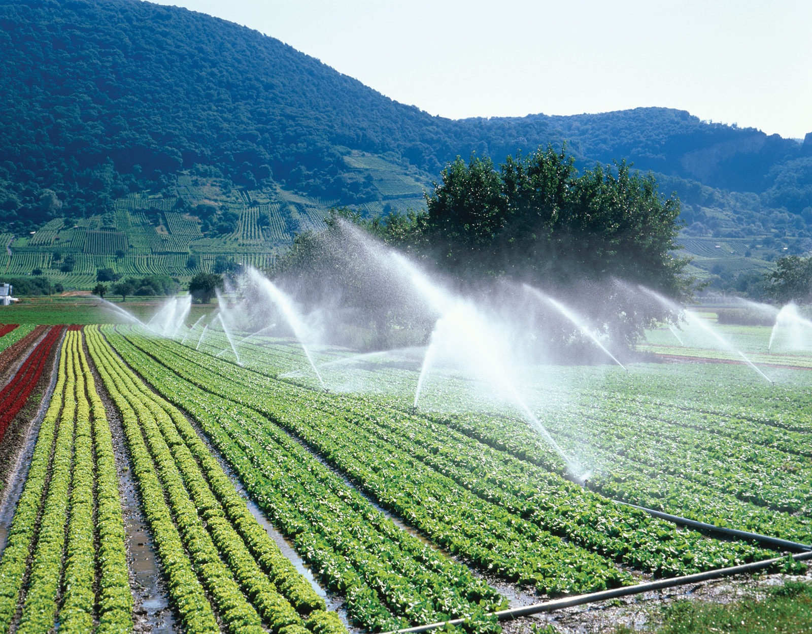 Opinión: En busca de la reforma agraria prometida