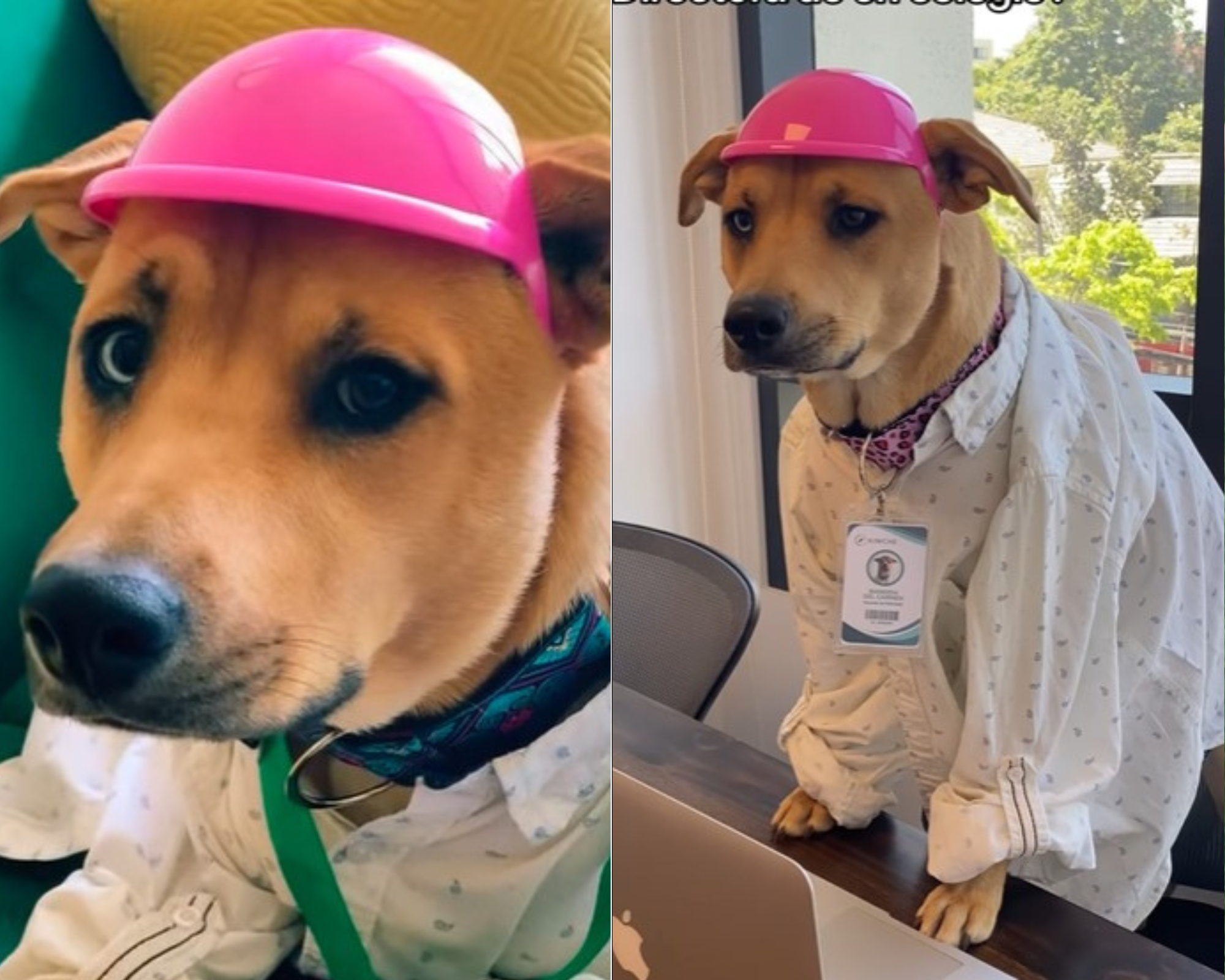 Perrita rescatada de la calle es la “gerente de felicidad” de una empresa de tecnología