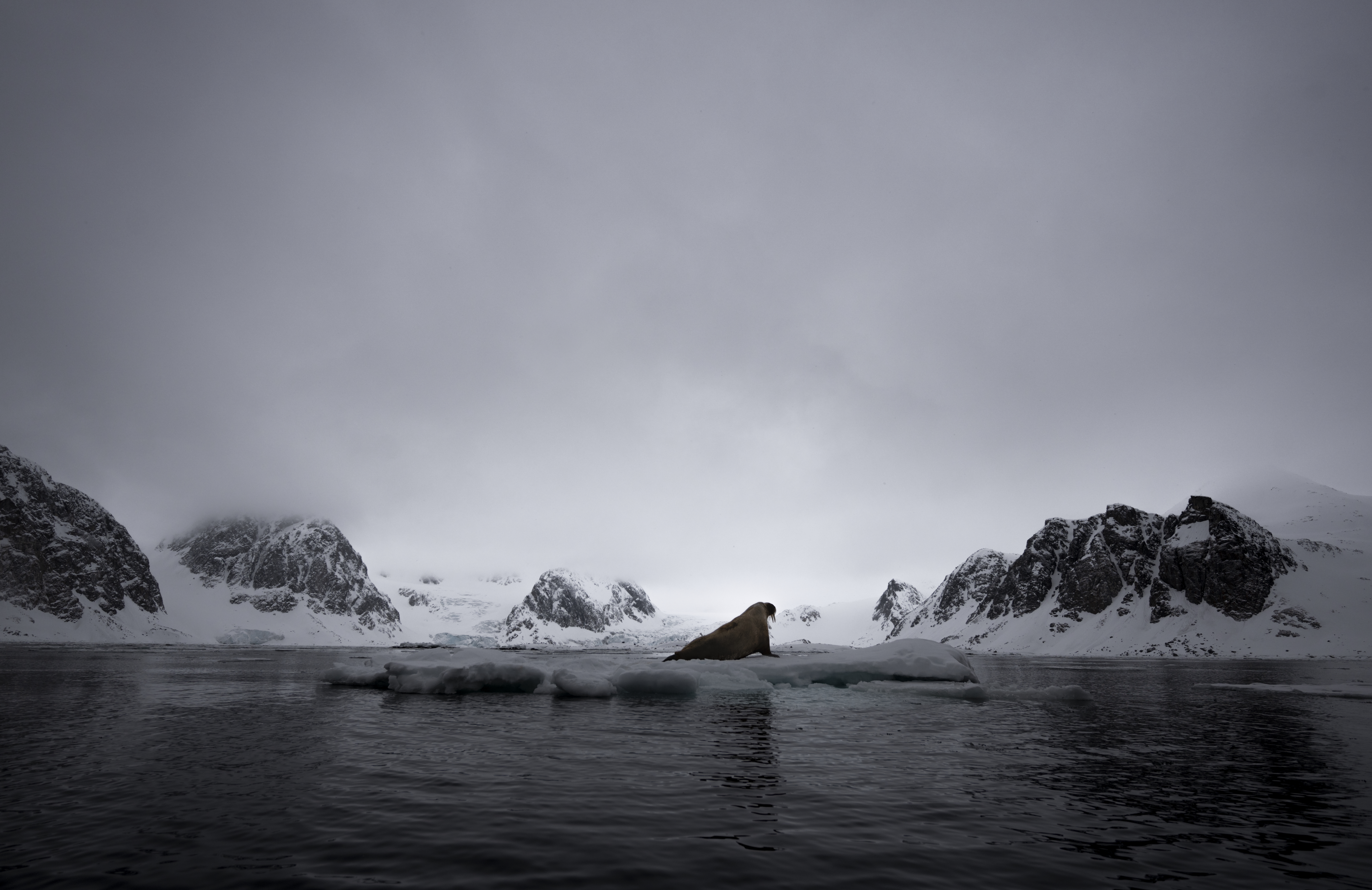"Svalbard", por Malini Chandrasekar se llevó el oro en la categoría animales en su hábitat.
