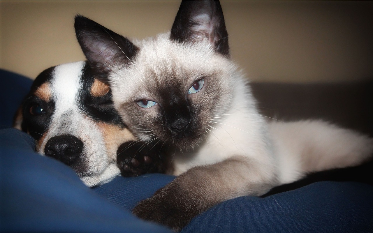 Perros y gatos