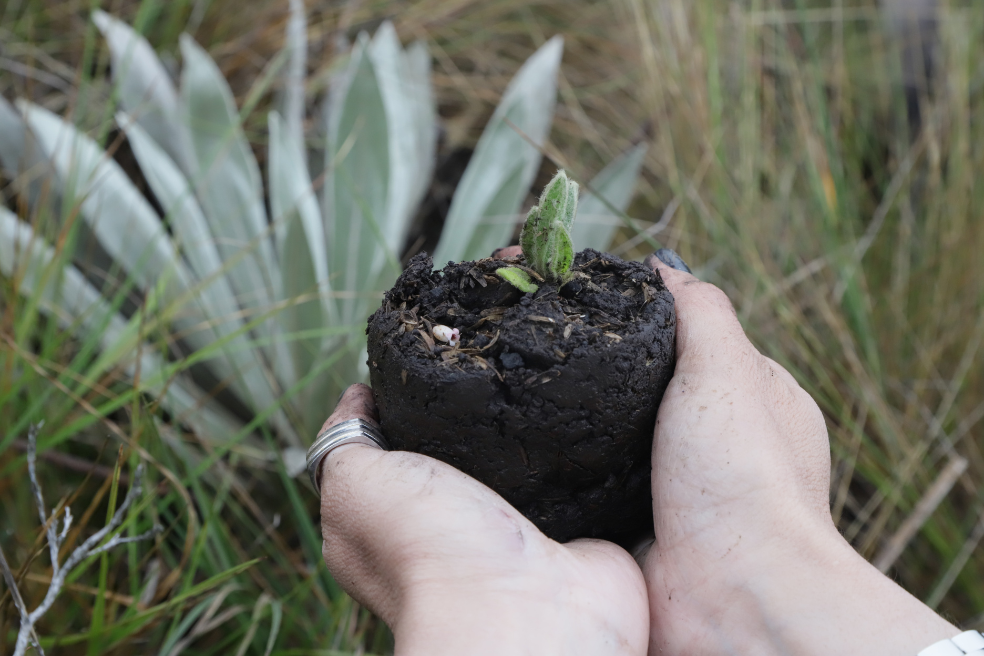 Los frailejones son la especie por excelente en la regulación hídrica de los ecosistemas de páramo.Gobernació