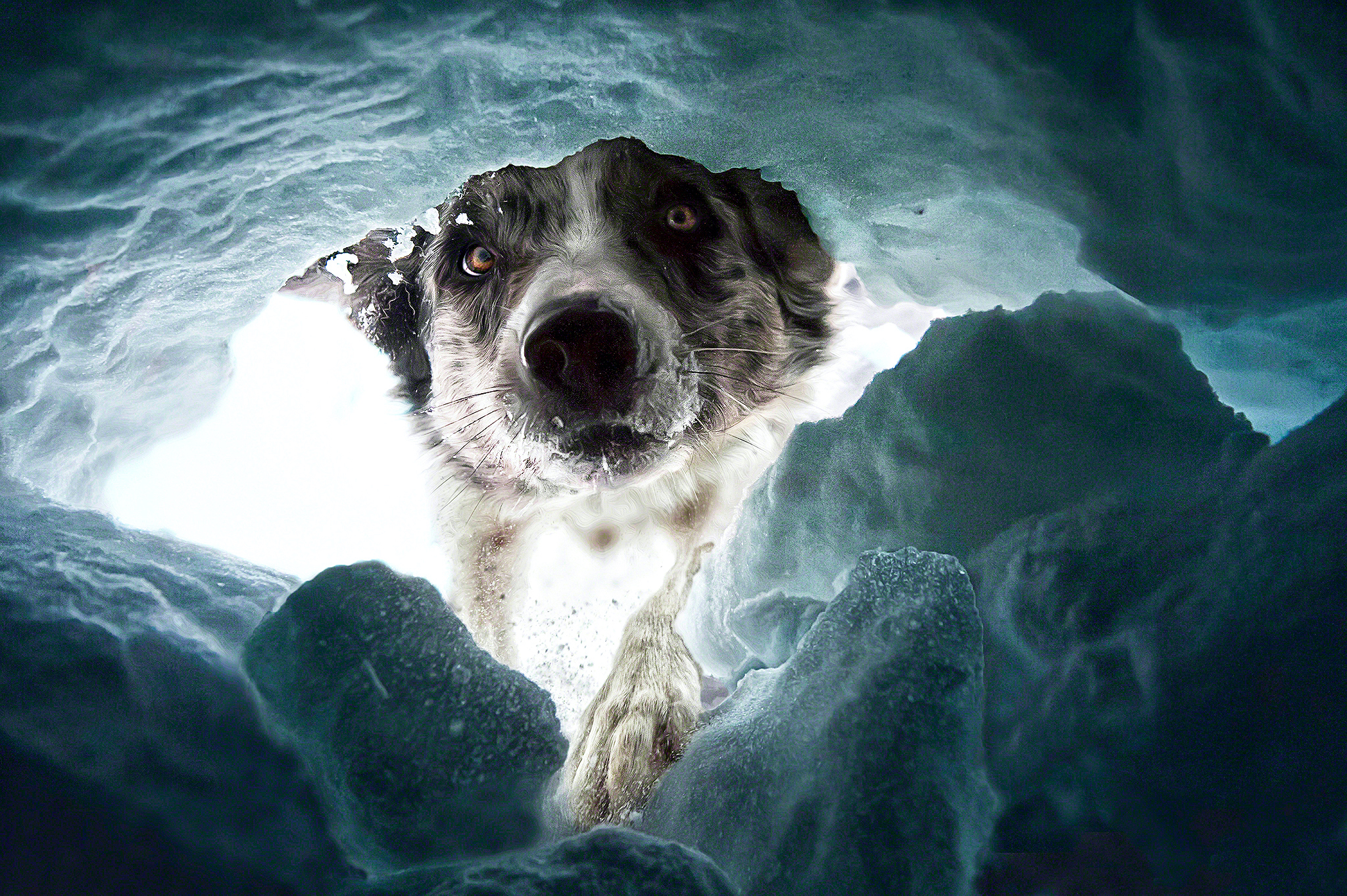 Las imágenes ganadoras del Concurso Internacional de Fotografía de Perros 2022