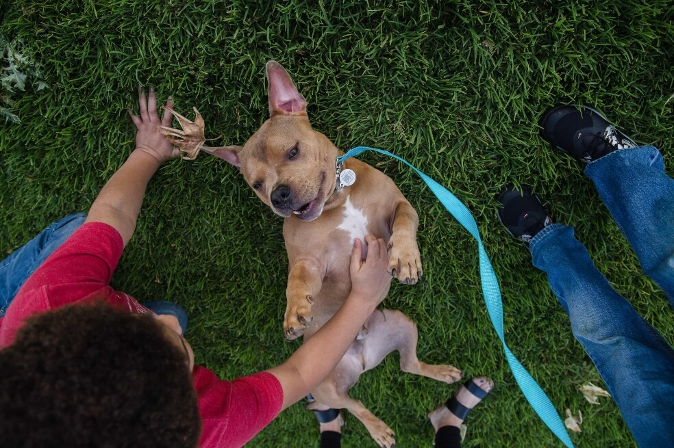 La adopción de mascotas en Estados Unidos se dispara en medio del coronavirus