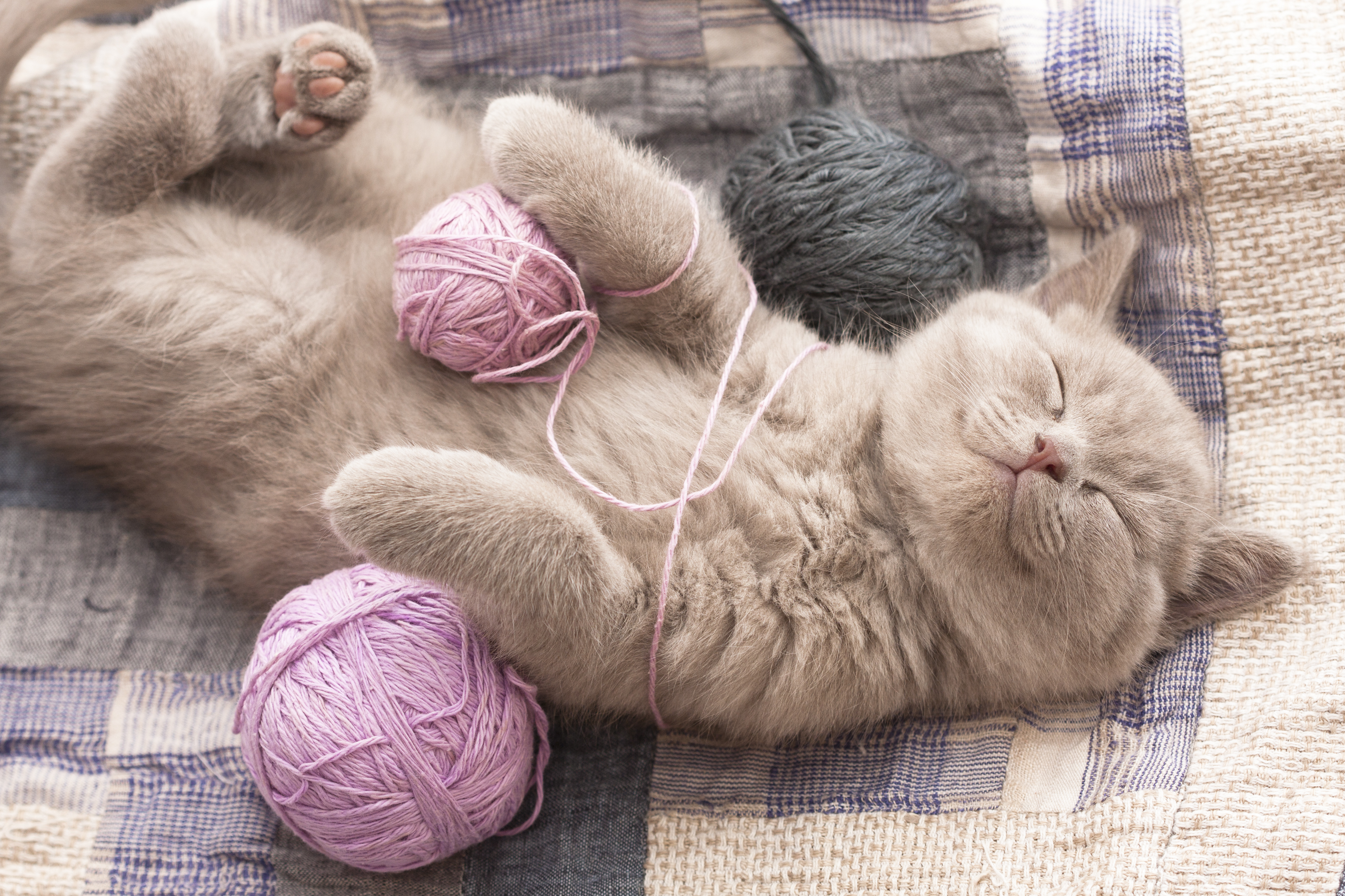¿Qué es lo que más les gusta hacer a los gatos?