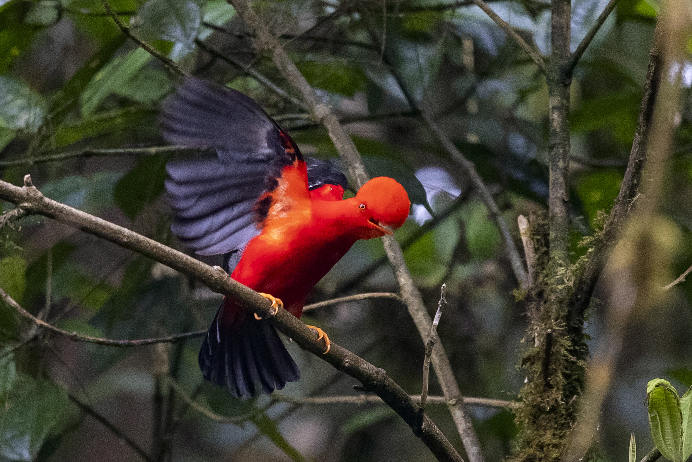 Las aves menos comunes del planeta corren mayor riesgo de extinguirse
