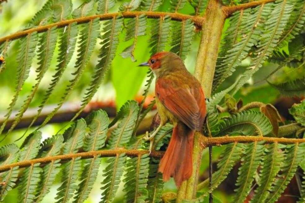 Descubren nueva especie de ave en el sur del Valle de Aburrá