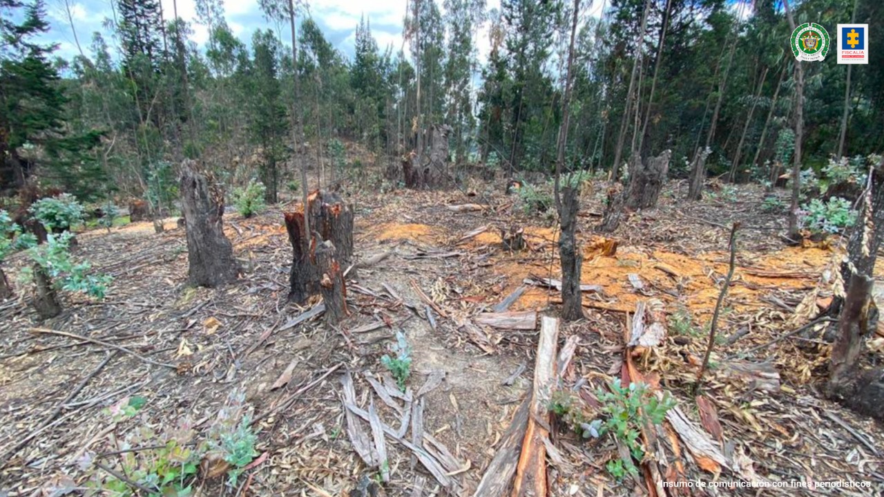 Así operaba red que extraía madera de bosques nativos en Cundinamarca y Boyacá