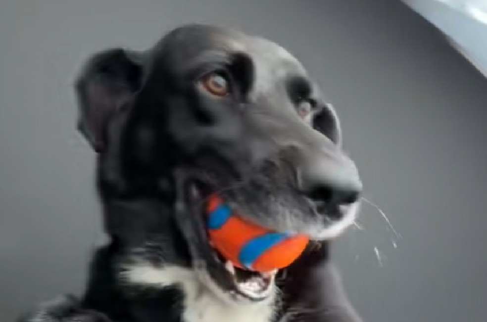 Mujer quiso un descanso de lanzar la pelota, pero su perrita tenía otros planes