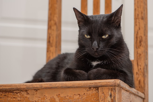 ¿Por qué los gatos no se acercan a unas personas?