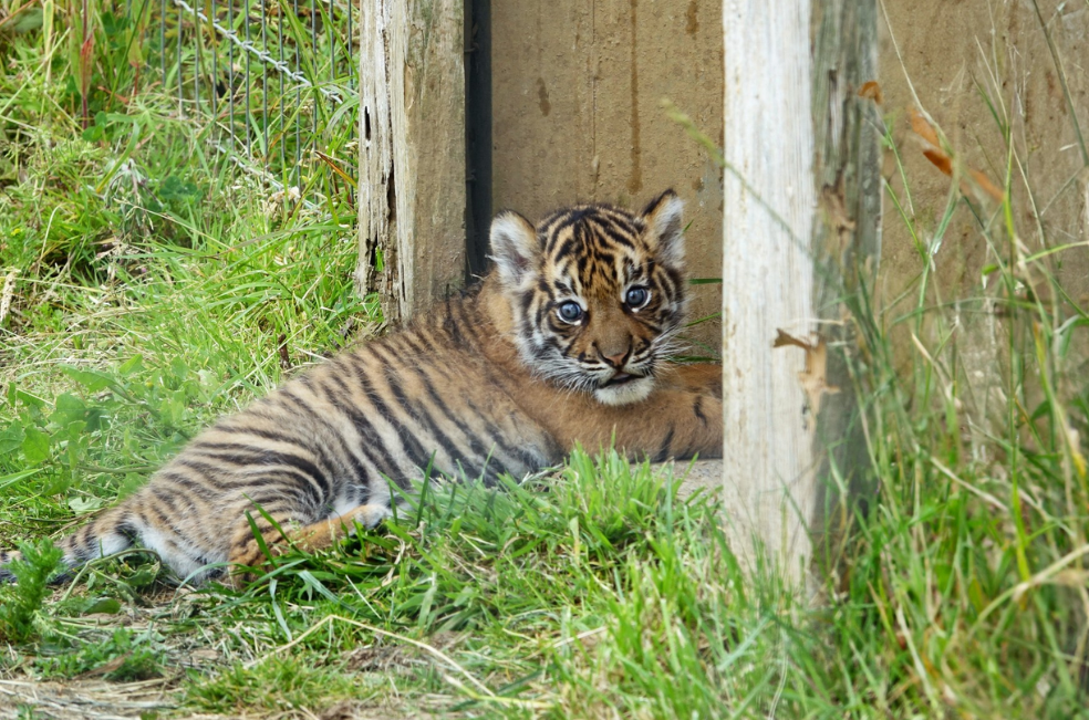 Video: Zaza, un cachorro de tigre en peligro de extinción, ruge por primera vez