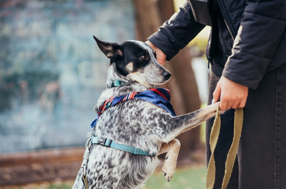 Perros en propiedad horizontal: ¿qué dice la ley sobre bozales y correas?