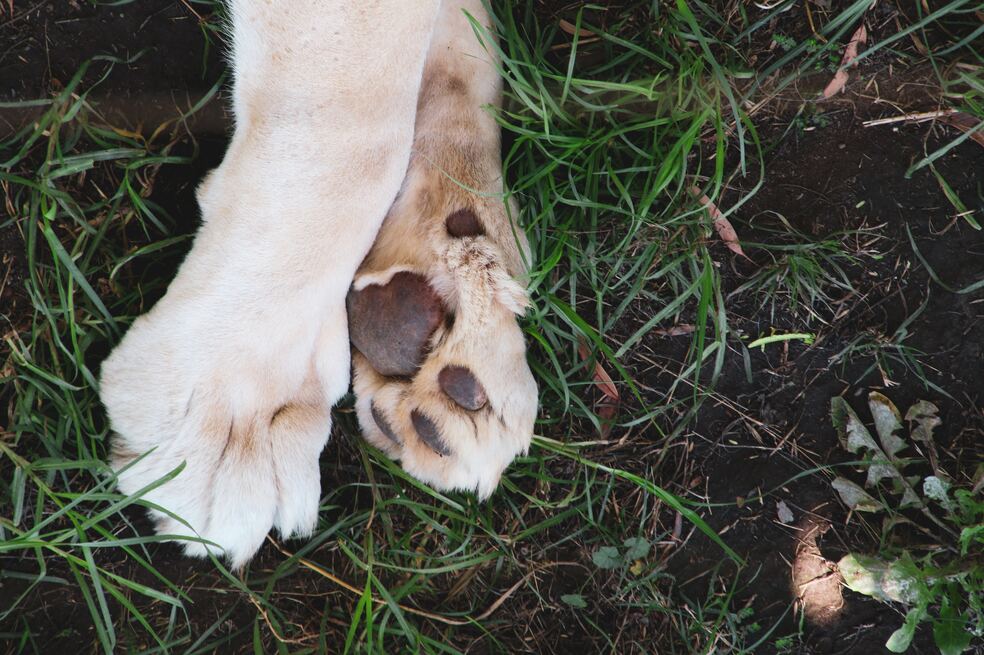 Perro asistió a un juicio contra su maltratadora en calidad de víctima