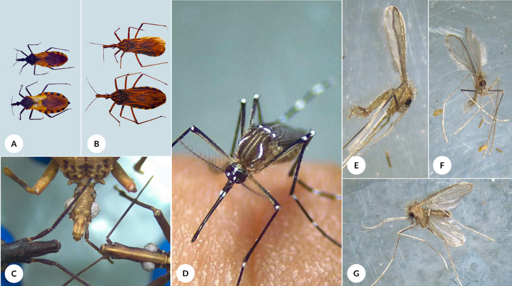 Santander refuerza lucha contra vectores para frenar dengue y otras ETV