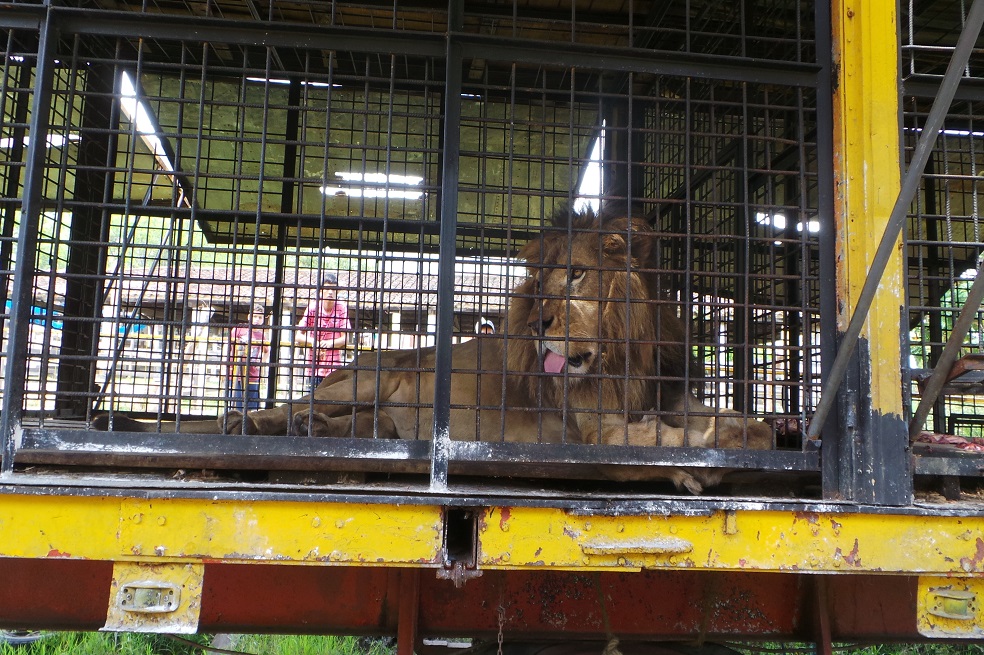 Así fue el viaje a la libertad de nueve leones de circo