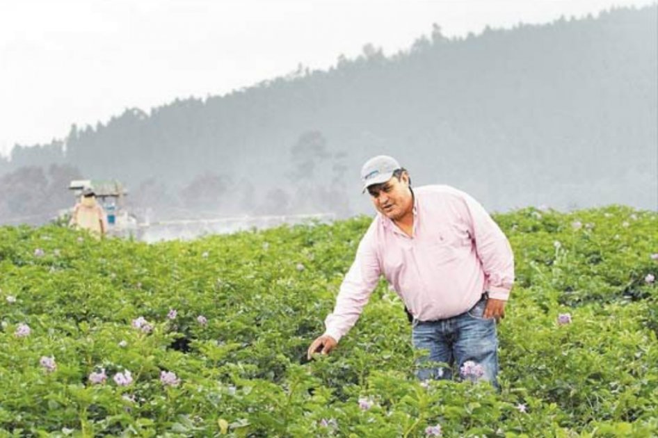 Gobierno descarta autorización para importar papa
